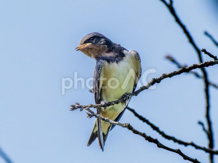 枝にとまるツバメ ツバメ,燕,野鳥の写真素材