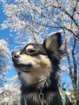 たそがれわんこの写真