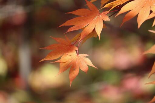 紅葉の葉 紅葉,葉,11月の写真素材