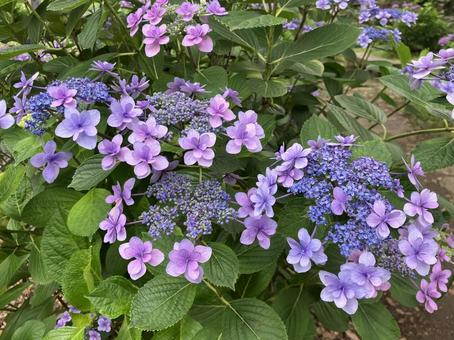 あじさい あじさい あじさい,紫陽花,アジサイの写真素材