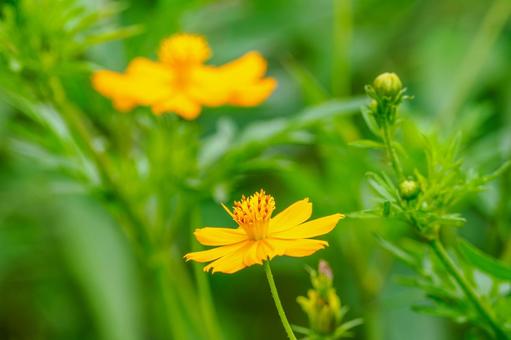 Yellow Cosmos ⒄, JPG