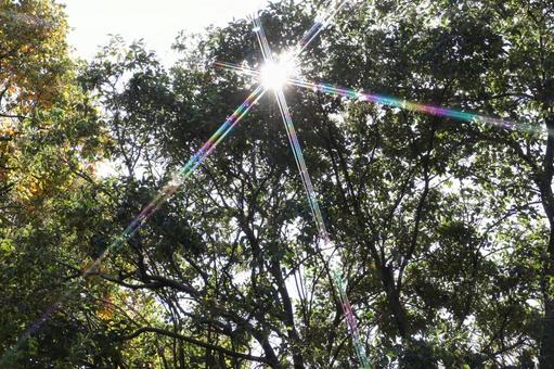 木々からの太陽の木漏れ日 太陽,光,太陽の陽の写真素材
