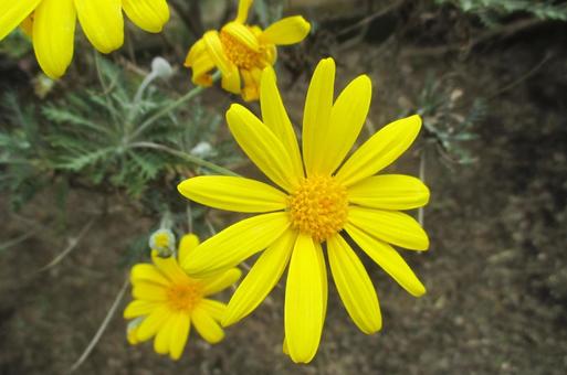 ユリオプス・デージーの写真