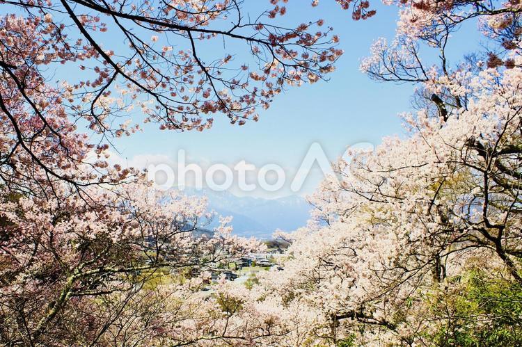 さくらから覗く風景 桜,日本,ピンクの写真素材