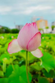 【秋田】千秋公園 蓮の花 2025 【秋田】千秋公園 蓮の花 2025 秋田,千秋公園,公園の写真素材