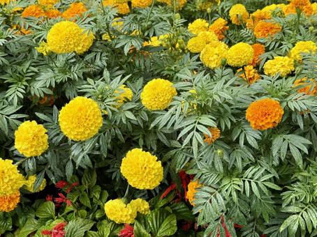 花壇のマリーゴールド 花壇のマリーゴールドの写真