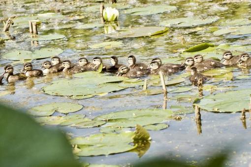 Photo, creatures, animal, birds, 