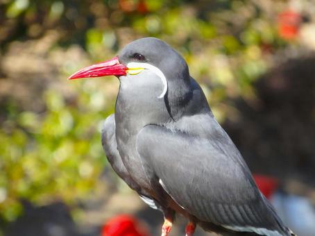Photo, animal, creatures, bird, 