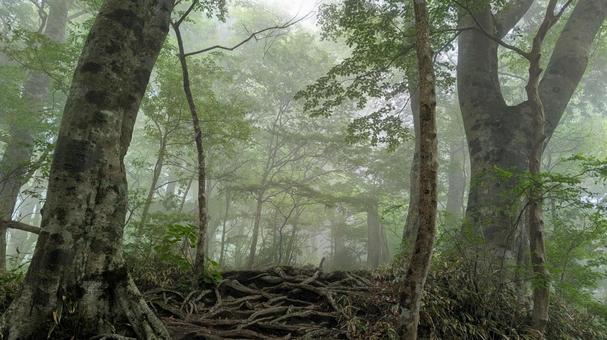 霧に包まれる森 霧に包まれる森 霧,森,黄の写真素材