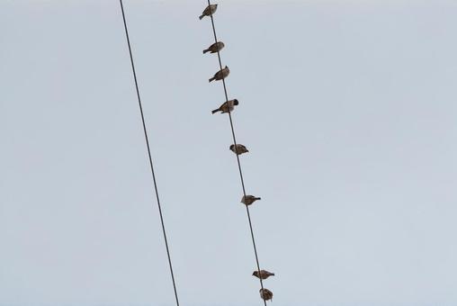 電線に止まって羽を休めるスズメの群れ 電線に止まって羽を休めるスズメの群れ スズメ,野鳥,小鳥の写真素材