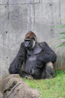 ニシゴリラ ニシゴリラの写真