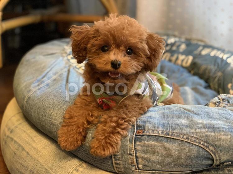 はいチーズ わんこ,トイプードル,犬の写真素材