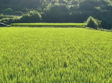 緑広がる初夏の田んぼ風景写真 緑広がる初夏の田んぼ風景写真 田んぼ,稲,水田の写真素材