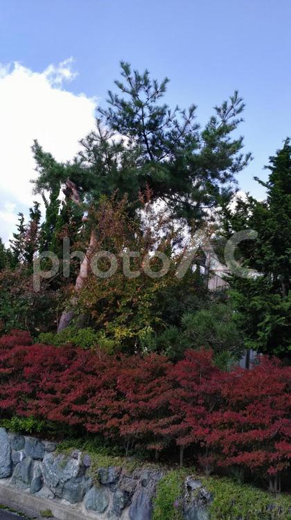 秋の風景 木,風景,自然の写真素材