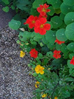 花、植物、ガーデン 花、植物、ガーデンの写真