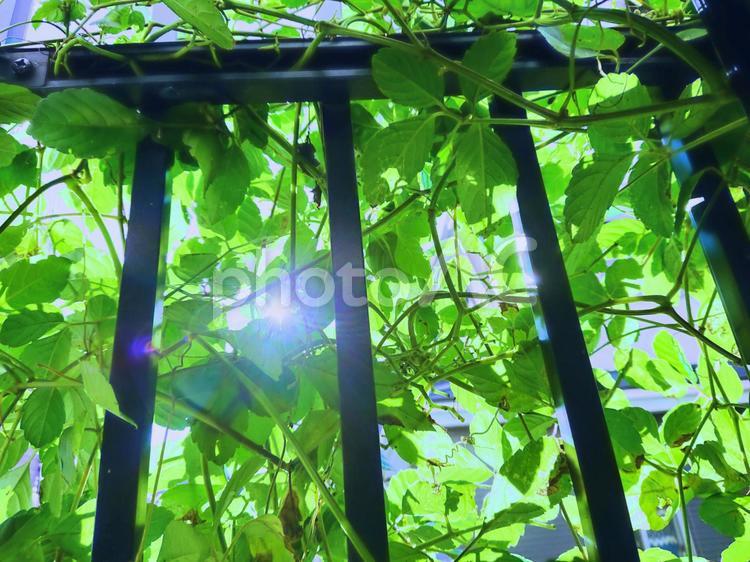 木漏れ日 木漏れ日,葉,まぶしいの写真素材