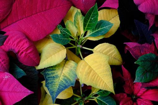 ポインセチア ポインセチア ポインセチア,観葉植物,ショウジョウボクの写真素材