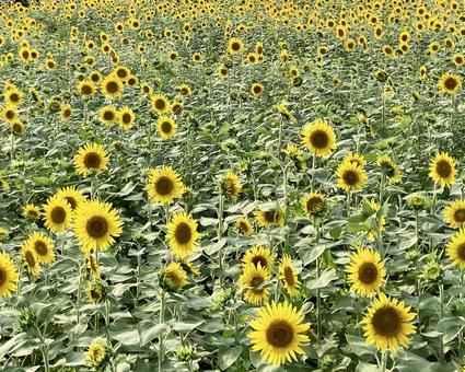 花★向日葵 ひまわり ヒマワリ 花★向日葵 ひまわり ヒマワリ 黄色,向日葵,ヒマワリの写真素材