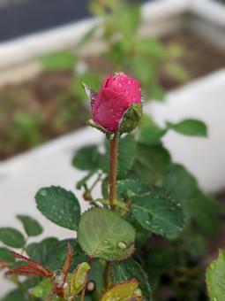 蕾 蕾の写真