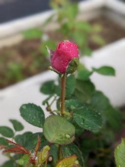 bud, naturalmente, bello, roses, JPG