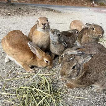 rabbit, JPG