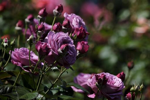 バラの花 バラの花の写真