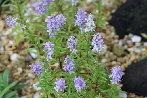 ホソバヒメトラノの紫色の満開の花 ホソバヒメトラノの紫色の満開の花の写真
