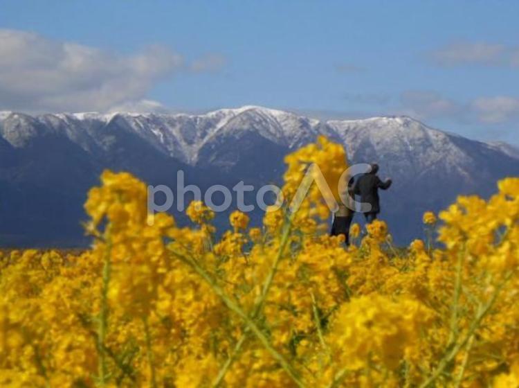 寒咲花菜と比良山 菜の花,比良山,早咲きの写真素材
