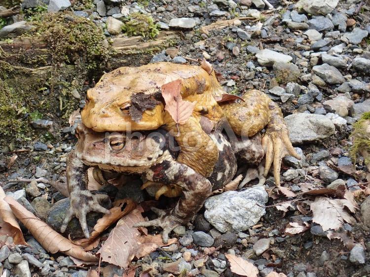 おんぶ姿の２匹の親子カエル カエル,蛙,おんぶの写真素材