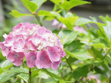 紫陽花 紫陽花の写真