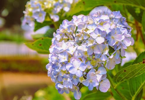 アジサイの花2 アジサイの花2の写真