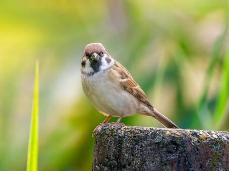 石にとまるスズメ スズメ,雀,鳥の写真素材