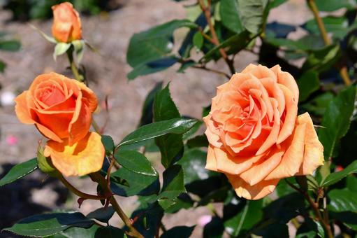 薔薇 アシュラム 薔薇 アシュラム 薔薇,アシュラム,オレンジの写真素材