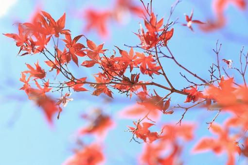 紅葉 紅葉の写真