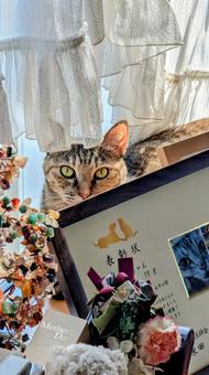 こっそり覗く猫 こっそり覗く猫 猫,覗く,ニャンコの写真素材
