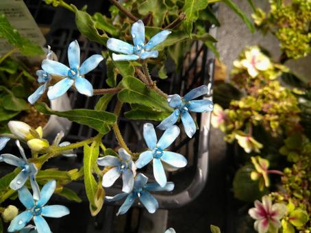 ブルースター ブルースター,はな,花の写真素材