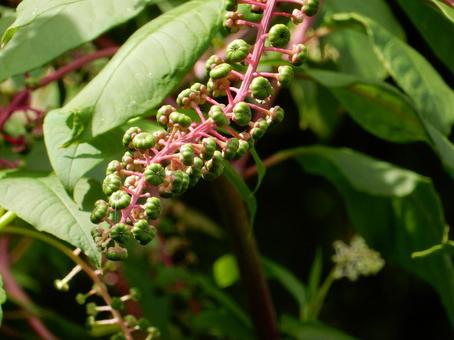 【植物写真】ヨウシュヤマゴボウ 【植物写真】ヨウシュヤマゴボウの写真