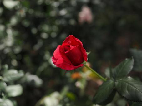 バラ園で赤い薔薇を撮った写真です バラ園で赤い薔薇を撮った写真ですの写真