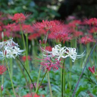 彼岸花の写真
