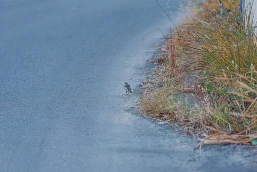 周りを見ながら歩くハクセキレイの若鳥 ハクセキレイ,セキレイ科,若鳥の写真素材