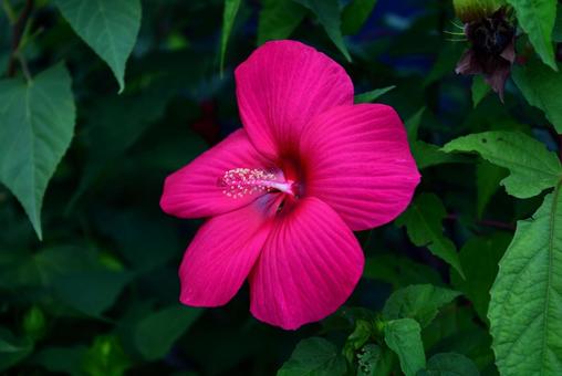 芙蓉の花 芙蓉の花の写真