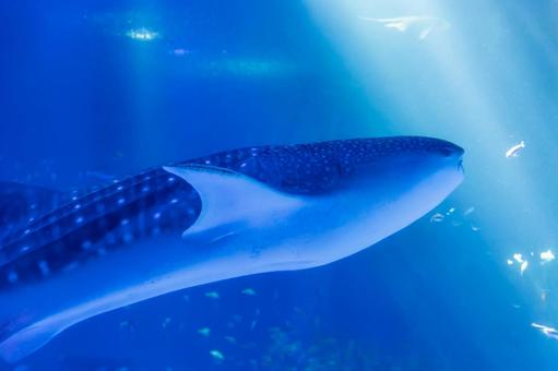 光の中を泳ぐジンベイザメ 光の中を泳ぐジンベイザメ ジンベイザメ,魚,サメの写真素材