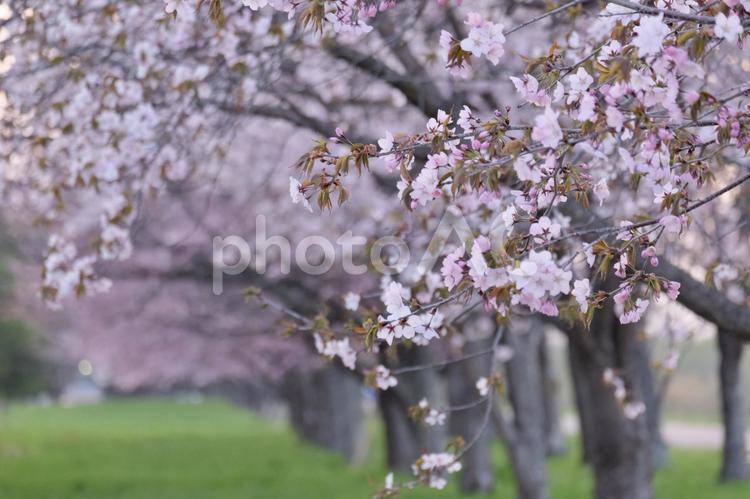 桜並木 北海道,桜,エゾヤマザクラの写真素材