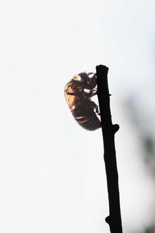 セミの抜け殻02の写真
