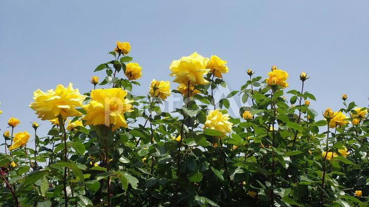 青空に黄色の薔薇 風景,自然,散策の写真素材
