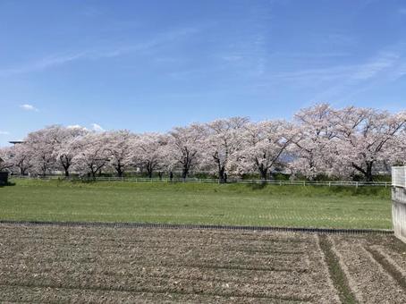 桜並木と畑 桜並木と畑の写真