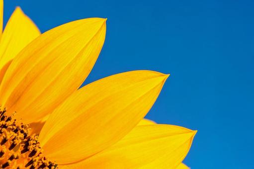ひまわりと青空の写真