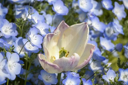 チューリップ ネモフィラ チューリップ,ネモフィラ,花の写真素材