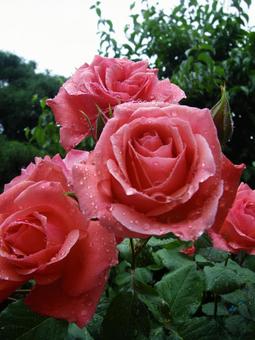 バラの花 バラの花の写真