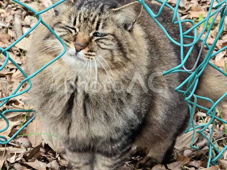 自然の中の地域猫 猫,ネコ,地域猫の写真素材